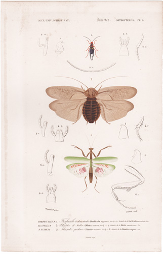 antique prints of beetles